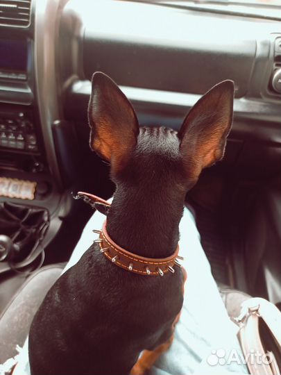 Маленькая собака