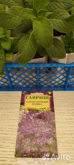 Продается рассада