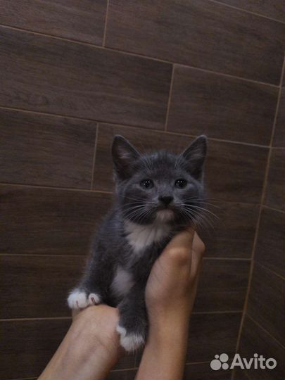 Милые котята ищут дом