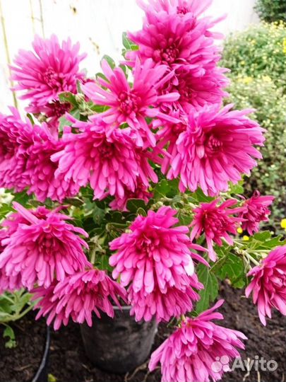 Хризантема