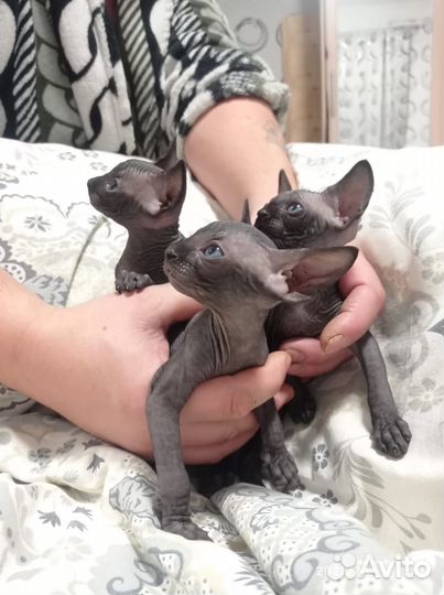 Канадский сфинкс