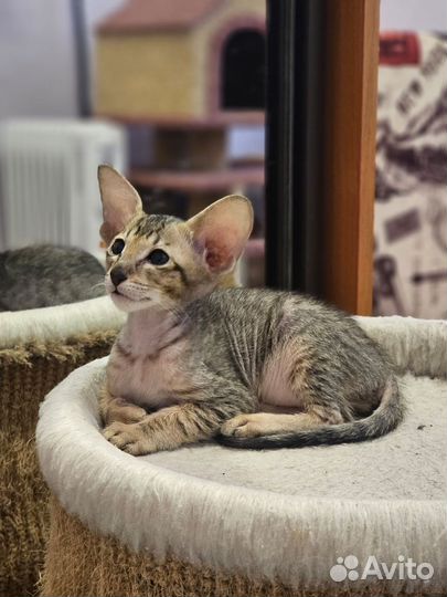 Ориентальные котята