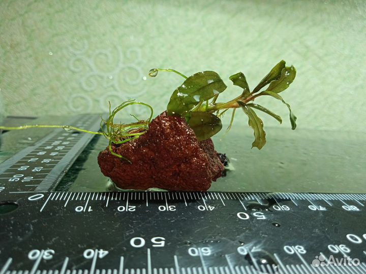 Аквариумные растения