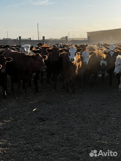 Телки на мясо на развод 23 года