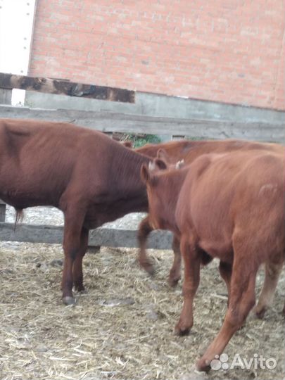 Бычки калмычки