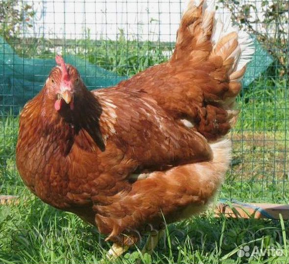 Куры несушки Легорн белая
