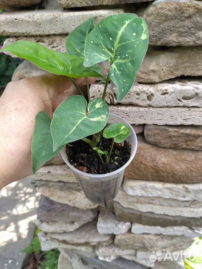 Сингониумы