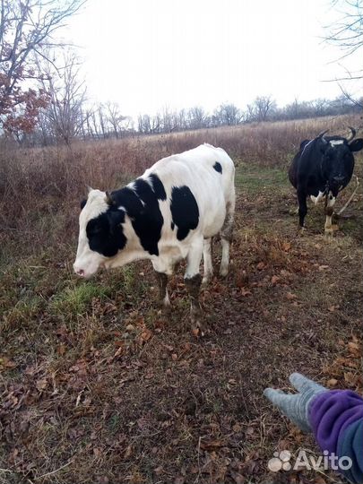 Продаётся бычок