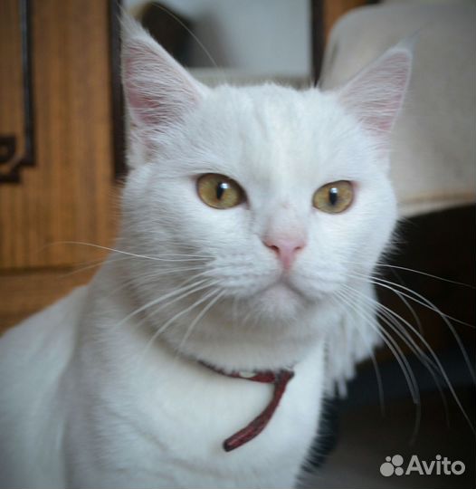 Ангорский кот