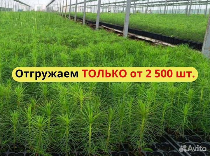 Саженцы ели окс от производителя