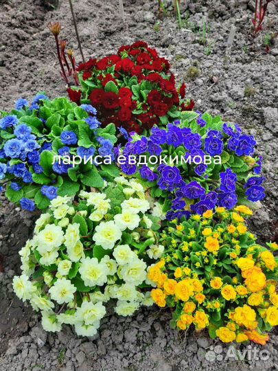 Растения цветы для сада