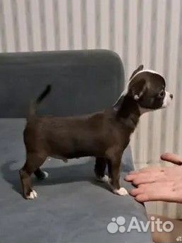 Чихуахуа микро и мини