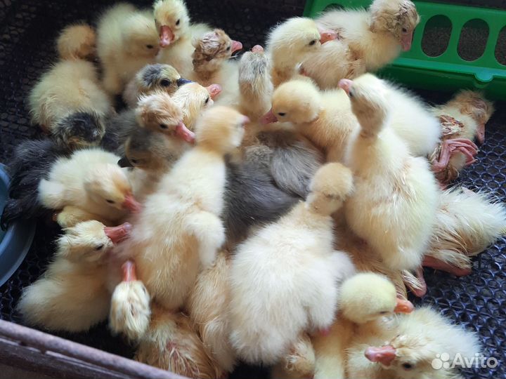 Гусята Линда