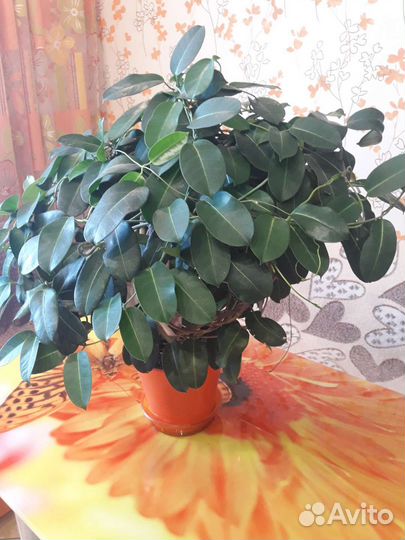 Стефанотис