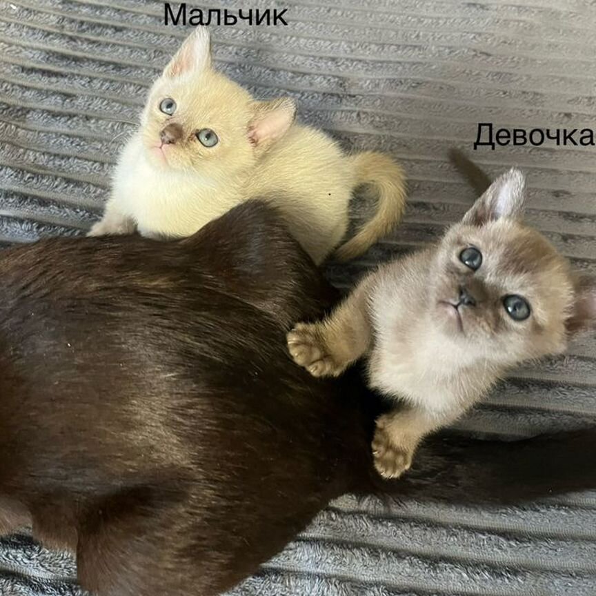 Котята европейской бурмы