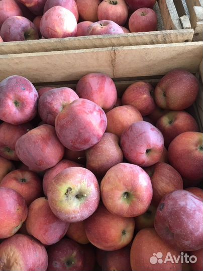 Яблоки флорина