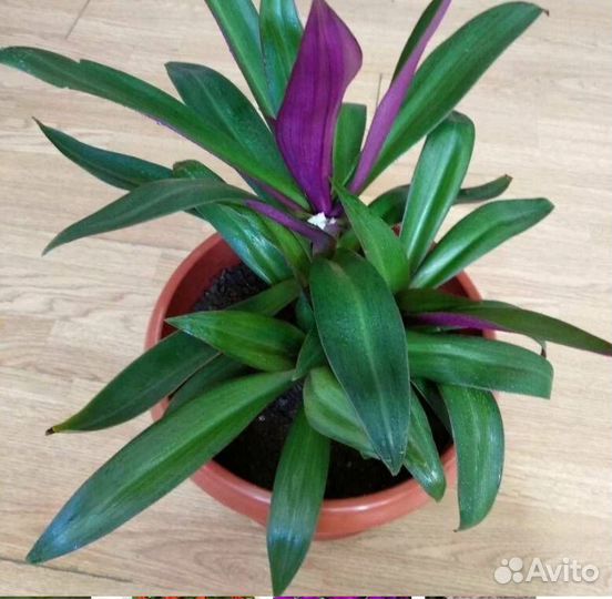 Компьютерный стол, стулья, растение, стеллаж