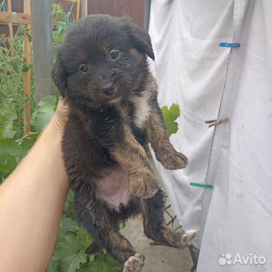 Собака девочка