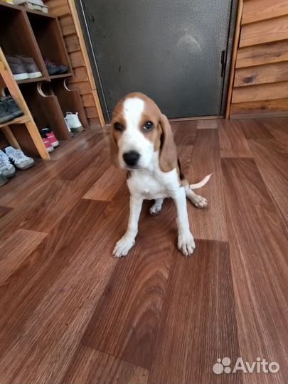 Девочка парода эстонская гончая