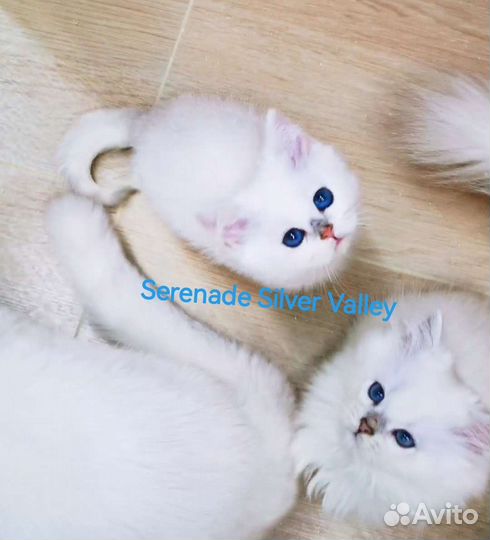 Котята короткошерстные длинношёрстные голубоглазые