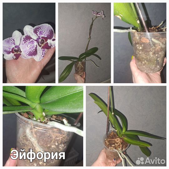 Орхидеи