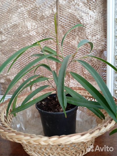 Юкка,фикус Али
