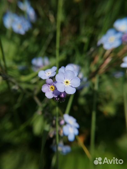 Объектив для телефона (2 в 1)