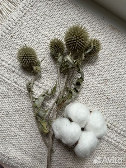 Мордовник ветки с шарами