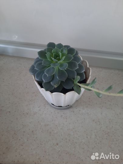 Суккуленты