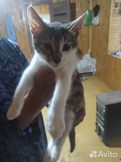 Котята в добрые руки бесплатно