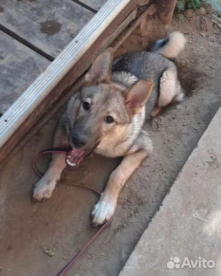 Собака в добрые руки