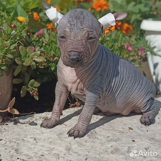 Ксолоитцкуинтли мини