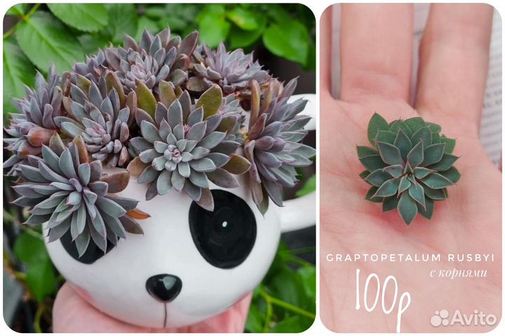 Суккуленты разные от