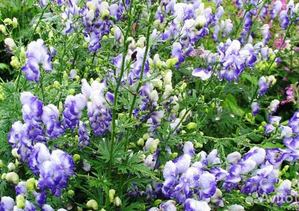 Многолетние цветы