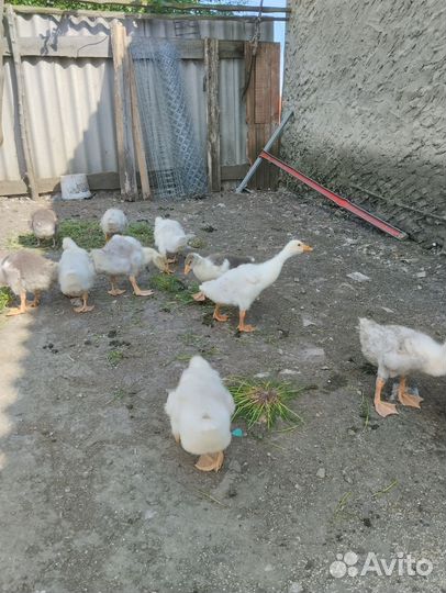 Гусята подрощенные