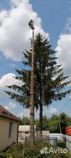 Спил деревьев