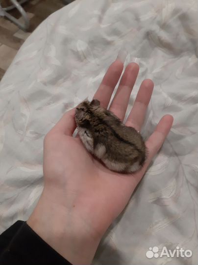Джунгарский хомяк