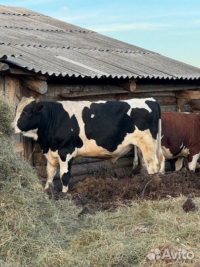 Быки живым весом