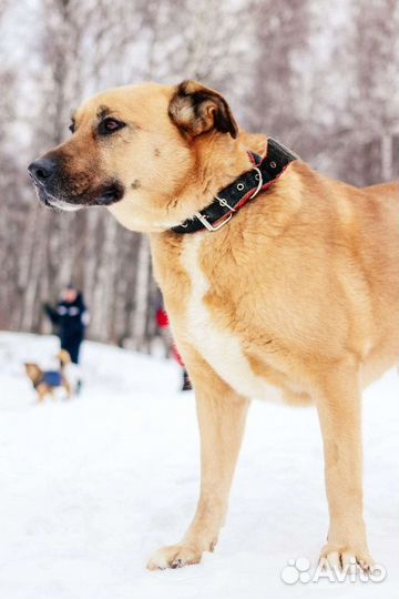 Собака Булочка нуждается в помощи
