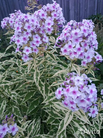 Сортовые флоксы, флокс Гений