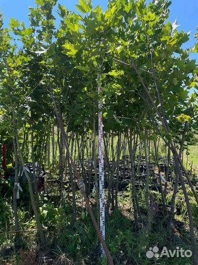 Саженцы Платан