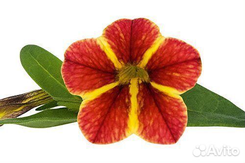 Вегетативные черенки Калибрахоа