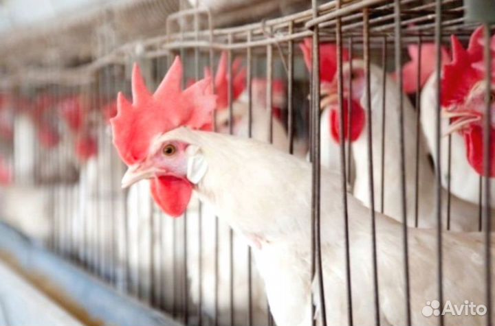 Куры Несушки, Бесплатная доставка