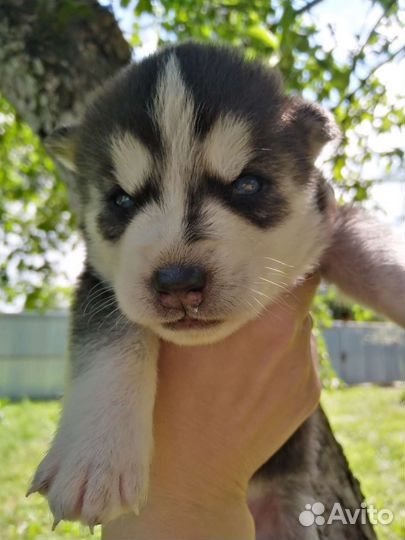 Щенки Хаски