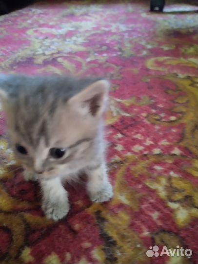 Отдам котят добрые руки