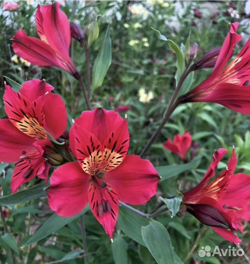 Доставка цветов опт.розница.букетов