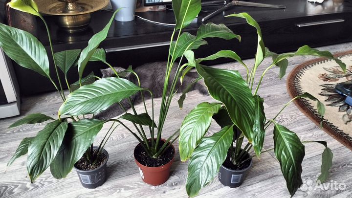 Спатифиллум