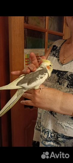 Ручной самец Кореллы