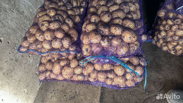 Картофель гала