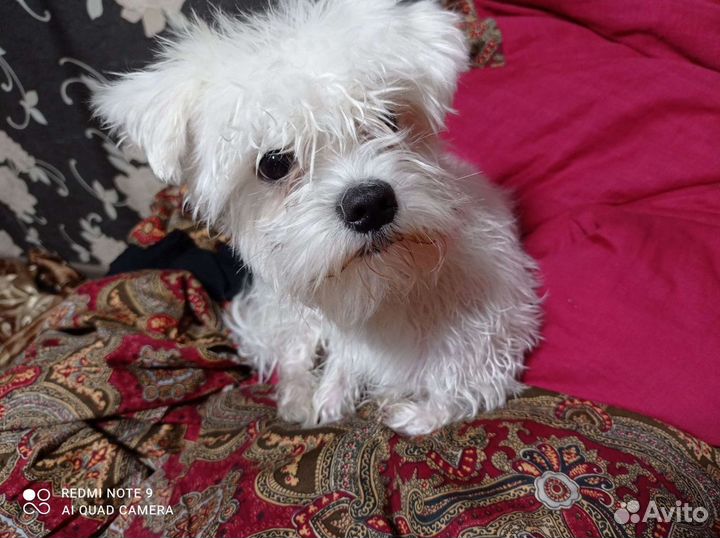 Мальтезе вязка